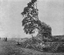 Les deux derniers zeppelins abattus par les Anglais; Debris du L31 accroches a un chene..., 1916. Creator: Unknown