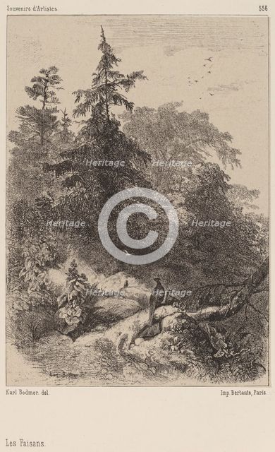 Les Faisans. Creator: Karl Bodmer.