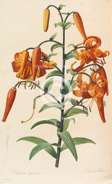 Les liliacées, 1804-1815. Creator: Redouté, Pierre-Joseph (1759-1840).