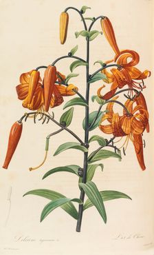 Les liliacées, 1804-1815. Creator: Redouté, Pierre-Joseph (1759-1840)