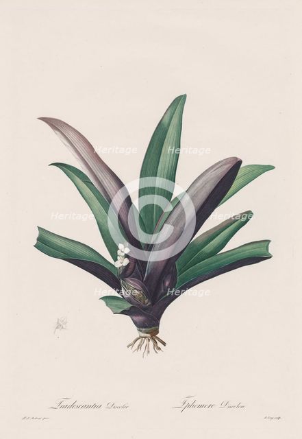 Les Liliacées: Tradescantia discolour, 1802-1816. Creator: Henry Joseph Redouté (French, 1766-1853).