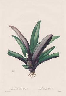 Les Liliacées: Tradescantia discolour, 1802-1816. Creator: Henry Joseph Redouté (French, 1766-1853)