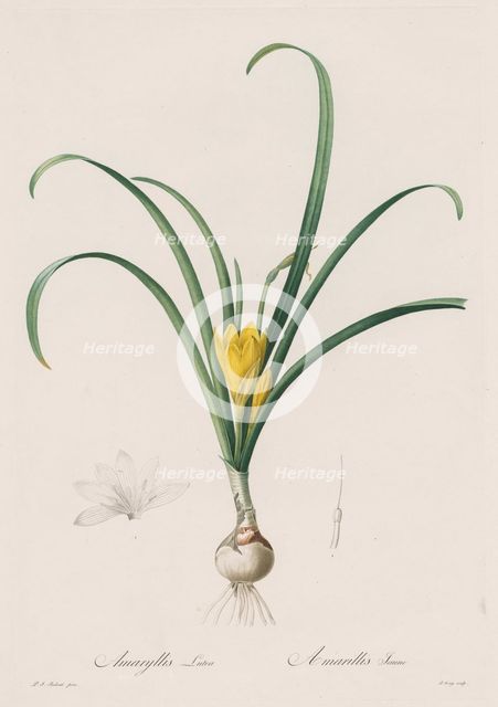Les Liliacées: Amaryllis Lutes, 1802-1816. Creator: Henry Joseph Redouté (French, 1766-1853).