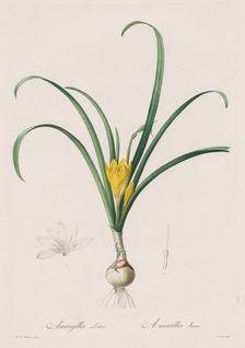 Les Liliacées: Amaryllis Lutes, 1802-1816. Creator: Henry Joseph Redouté (French, 1766-1853)