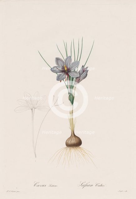 Les Liliacées: Crocus Sativus, 1802-1816. Creator: Henry Joseph Redouté (French, 1766-1853).