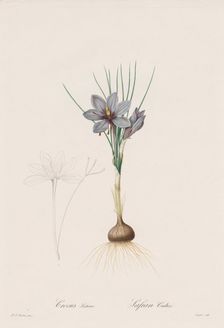Les Liliacées: Crocus Sativus, 1802-1816. Creator: Henry Joseph Redouté (French, 1766-1853)