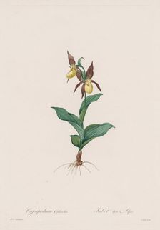 Les Liliacées: Cypripedium calceolus, 1802-1816. Creator: Henry Joseph Redouté (French, 1766-1853)