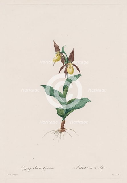 Les Liliacées: Cypripedium calceolus, 1802-1816. Creator: Henry Joseph Redouté (French, 1766-1853).