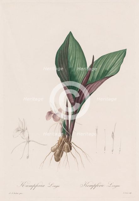Les Liliacées: Kaempferia longa, 1802-1816. Creator: Henry Joseph Redouté (French, 1766-1853).