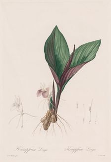 Les Liliacées: Kaempferia longa, 1802-1816. Creator: Henry Joseph Redouté (French, 1766-1853)