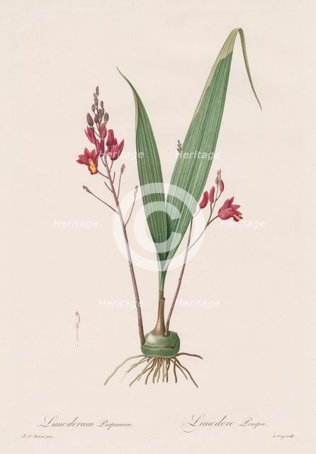 Les Liliacées: Limodorum purpureum, 1802-1816. Creator: Henry Joseph Redouté (French, 1766-1853).