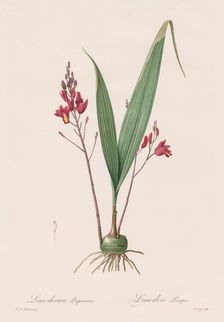 Les Liliacées: Limodorum purpureum, 1802-1816. Creator: Henry Joseph Redouté (French, 1766-1853)