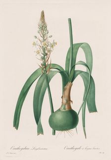 Les Liliacées: Ornithogalum longibracteatum, 1802-1816. Creator: Henry Joseph Redouté (French, 1766-1853)