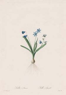 Les Liliacées: Scilla amaena, 1802-1816. Creator: Henry Joseph Redouté (French, 1766-1853)