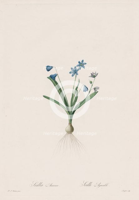 Les Liliacées: Scilla amaena, 1802-1816. Creator: Henry Joseph Redouté (French, 1766-1853).