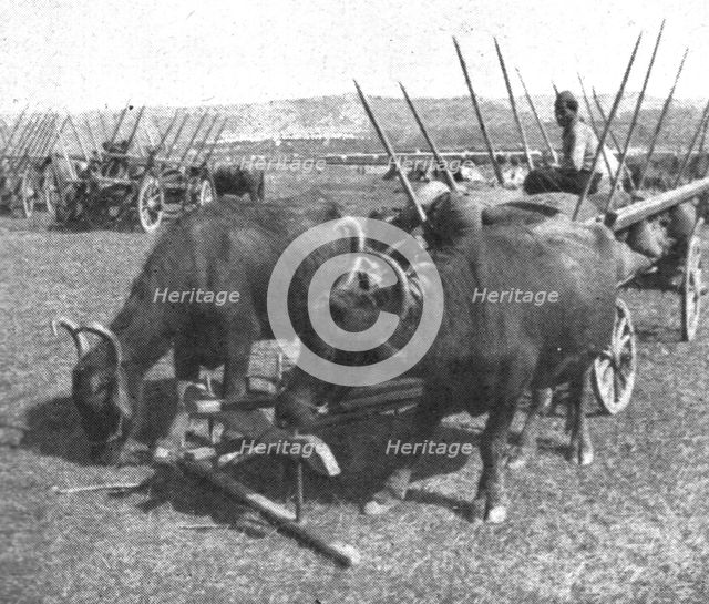 'Les premiers contingents Franco-Anglais a Salonique; Les equipages de l'intendance', 1915 (1924). Creator: Unknown.