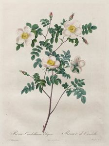 Les Roses: Rosa Candolleana Elegans, 1817-1824. Creator: Henry Joseph Redouté (French, 1766-1853)