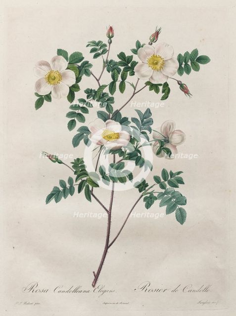 Les Roses: Rosa Candolleana Elegans, 1817-1824. Creator: Henry Joseph Redouté (French, 1766-1853).