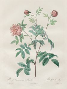 Les Roses: Rosa cinnamomea, 1817-1824. Creator: Henry Joseph Redouté (French, 1766-1853)