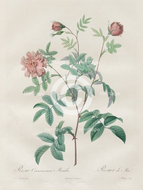 Les Roses: Rosa cinnamomea, 1817-1824. Creator: Henry Joseph Redouté (French, 1766-1853).