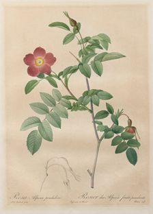 Les Roses: Rosa alpina pendulina, 1817-1824. Creator: Henry Joseph Redouté (French, 1766-1853)