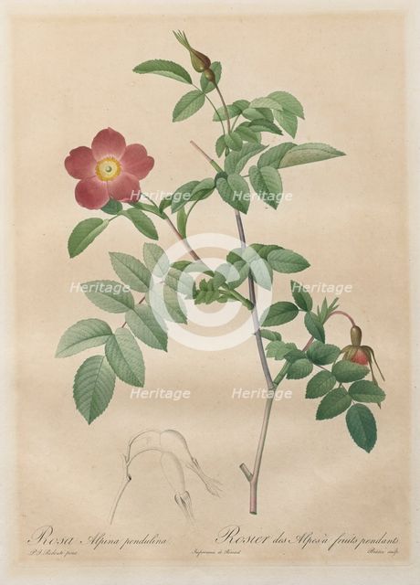 Les Roses: Rosa alpina pendulina, 1817-1824. Creator: Henry Joseph Redouté (French, 1766-1853).