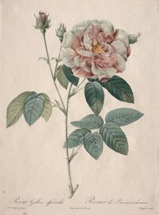 Les Roses: Rosa Gallica, 1817-1824. Creator: Henry Joseph Redouté (French, 1766-1853)