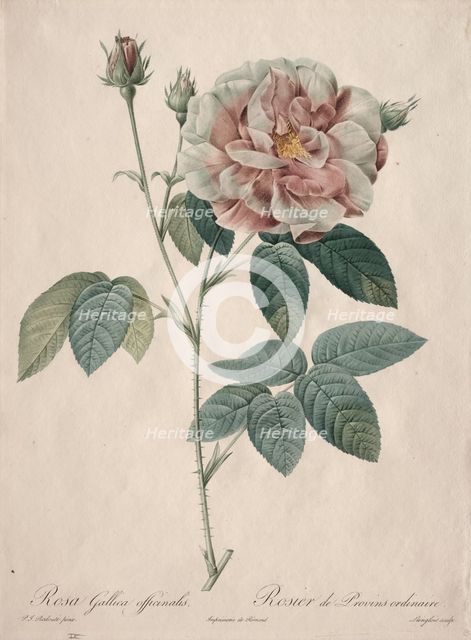 Les Roses: Rosa Gallica, 1817-1824. Creator: Henry Joseph Redouté (French, 1766-1853).