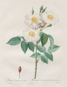 Les Roses: Rosa Damascena, subalba, 1817-1824. Creator: Henry Joseph Redouté (French, 1766-1853)