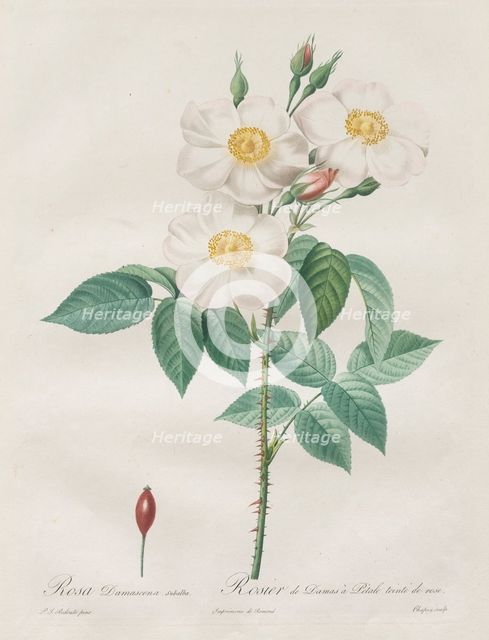 Les Roses: Rosa Damascena, subalba, 1817-1824. Creator: Henry Joseph Redouté (French, 1766-1853).