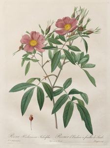 Les Roses: Rosa Hudsoniana Salicifolia, 1817-1824. Creator: Henry Joseph Redouté (French, 1766-1853)