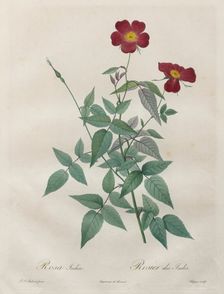 Les Roses: Rosa indica, 1817-1824. Creator: Henry Joseph Redouté (French, 1766-1853)
