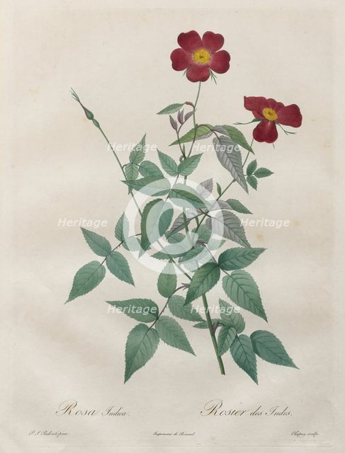 Les Roses: Rosa indica, 1817-1824. Creator: Henry Joseph Redouté (French, 1766-1853).
