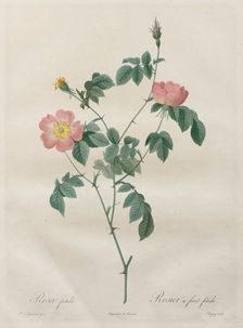 Les Roses: Rosa indica, 1817-1824. Creator: Henry Joseph Redouté (French, 1766-1853)