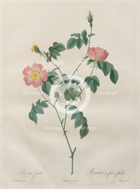 Les Roses: Rosa indica, 1817-1824. Creator: Henry Joseph Redouté (French, 1766-1853).