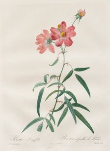 Les Roses: Rosa Longifolia, 1817-1824. Creator: Henry Joseph Redouté (French, 1766-1853)
