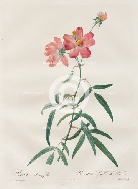 Les Roses: Rosa Longifolia, 1817-1824. Creator: Henry Joseph Redouté (French, 1766-1853).