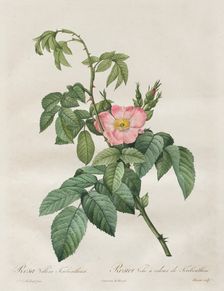 Les Roses: Rosa Villosa Terebenthina, 1817-1824. Creator: Henry Joseph Redouté (French, 1766-1853)