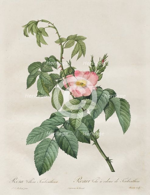 Les Roses: Rosa Villosa Terebenthina, 1817-1824. Creator: Henry Joseph Redouté (French, 1766-1853).