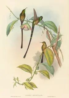 Lesbia Amaryllis. Creators: John Gould, Henry Constantine Richter