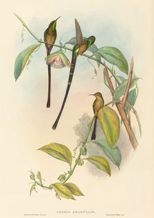 Lesbia Amaryllis. Creators: John Gould, Henry Constantine Richter