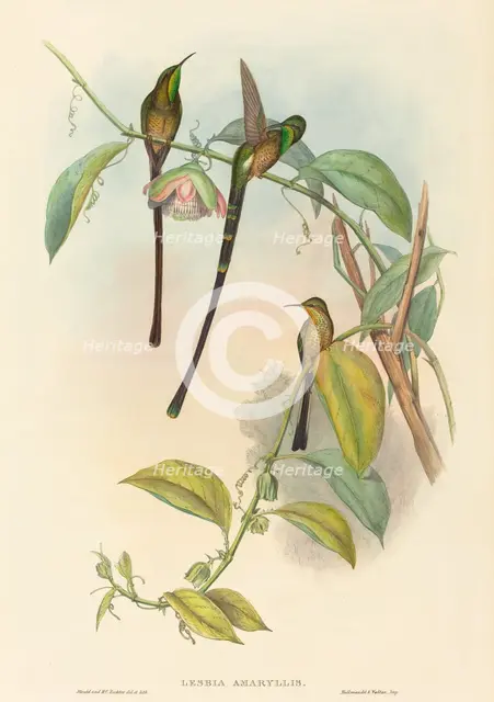 Lesbia Amaryllis. Creators: John Gould, Henry Constantine Richter.