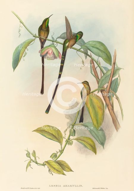 Lesbia Amaryllis. Creators: John Gould, Henry Constantine Richter.