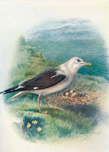 Lesser Black-Backed Gull - Lar'us fus'cus c1910, (1910). Artist: George James Rankin