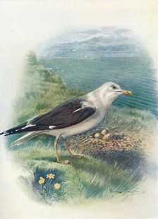 Lesser Black-Backed Gull - Lar'us fus'cus c1910, (1910). Artist: George James Rankin