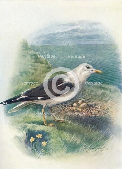 'Lesser Black-Backed Gull - Lar'us fus'cus', c1910, (1910). Artist: George James Rankin.