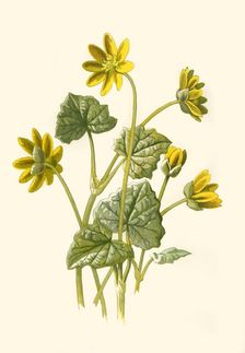 Lesser Celandine 1877. Creator: Frederick Edward Hulme