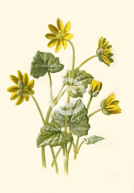 'Lesser Celandine', 1877. Creator: Frederick Edward Hulme.