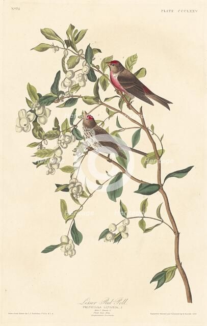 Lesser Red-poll, 1837. Creator: Robert Havell.