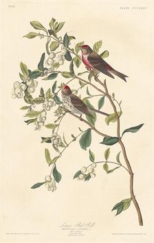 Lesser Red-poll, 1837. Creator: Robert Havell